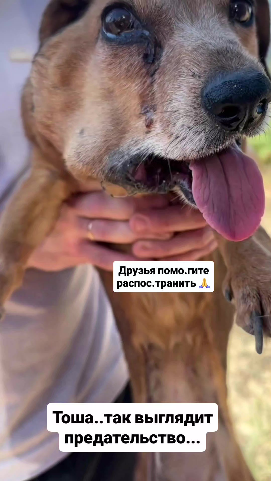 @animal