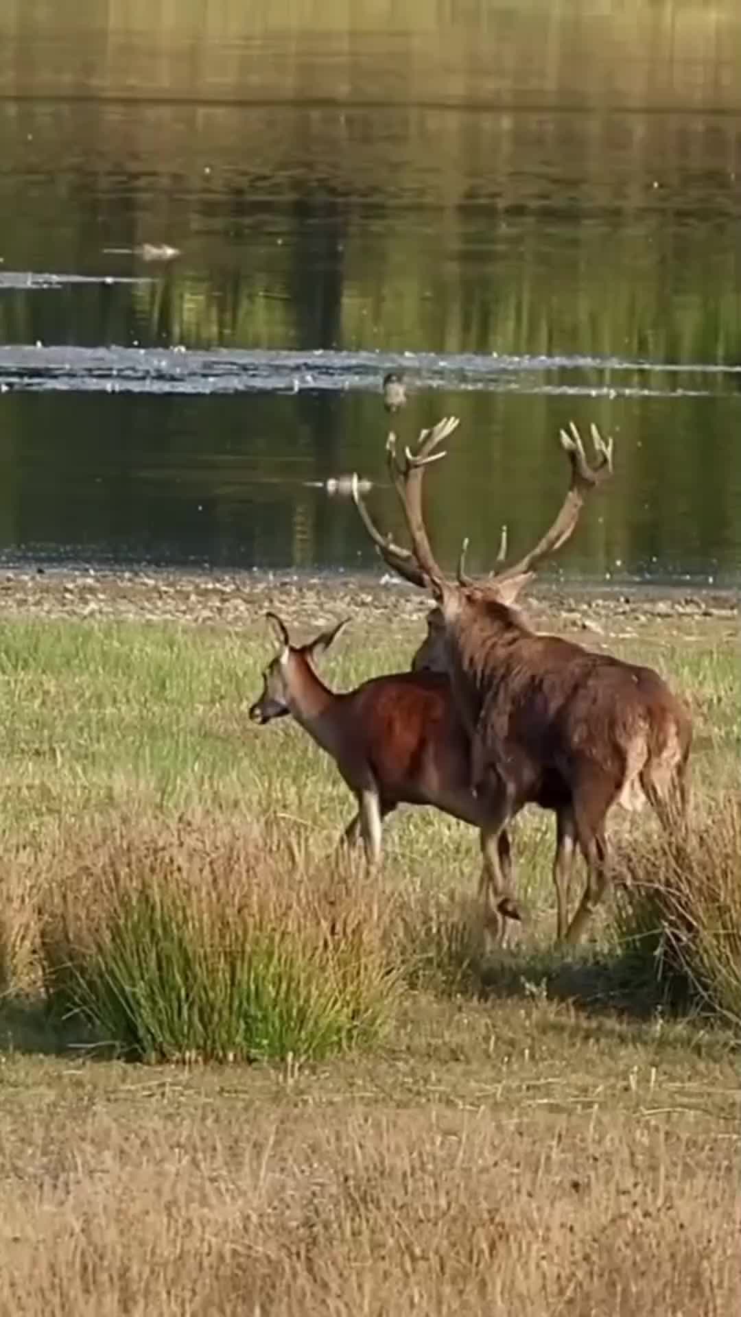@Wildlife Animal