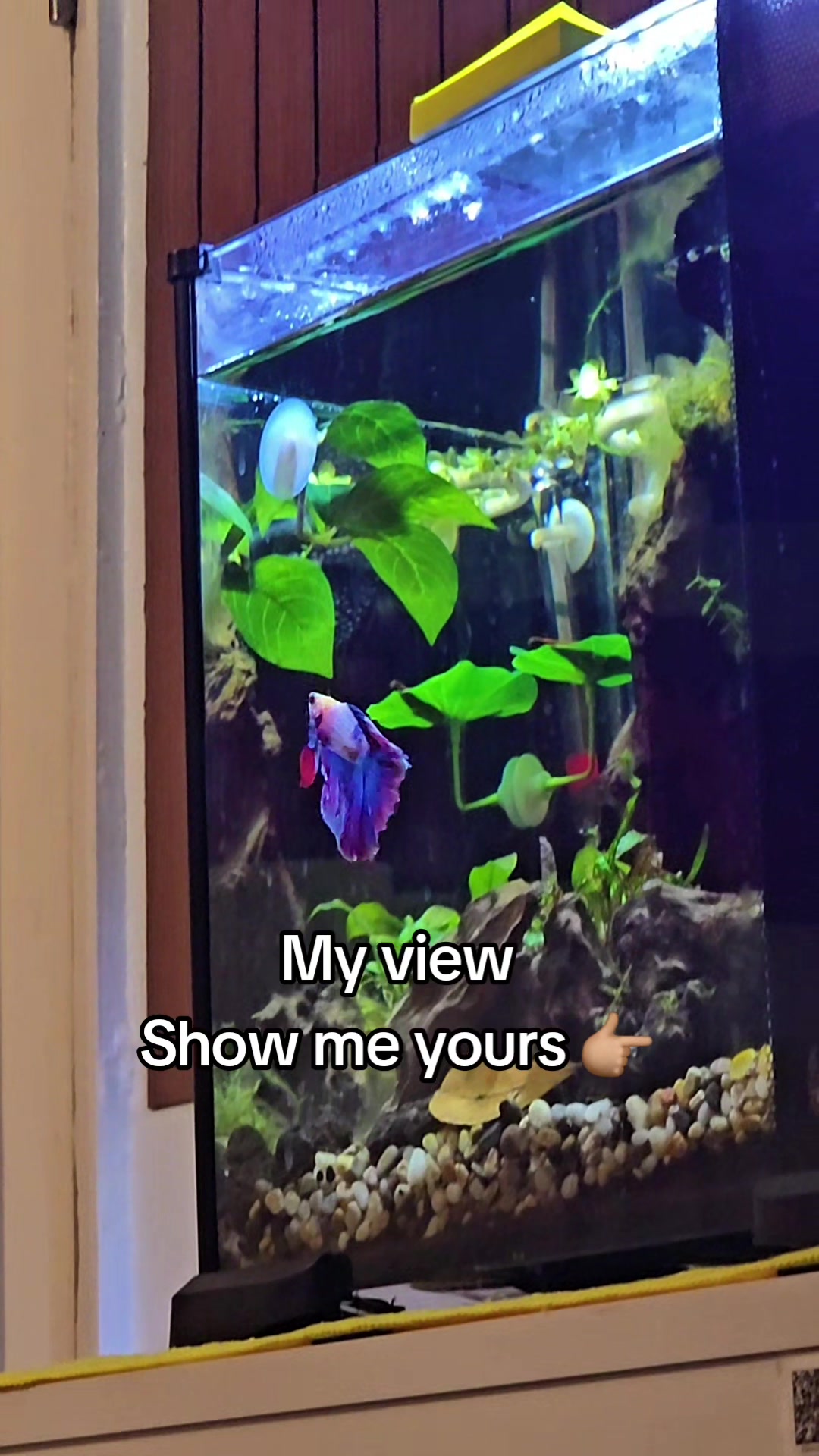 @NebulaTheBetta