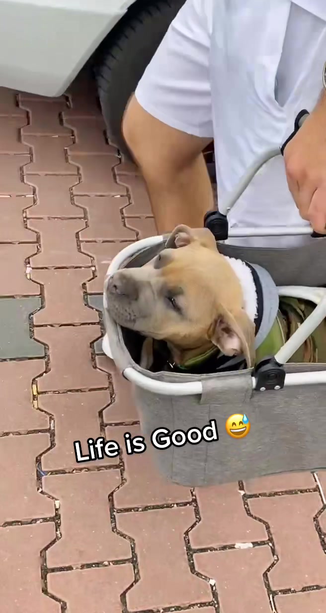 @lifeofpacoo