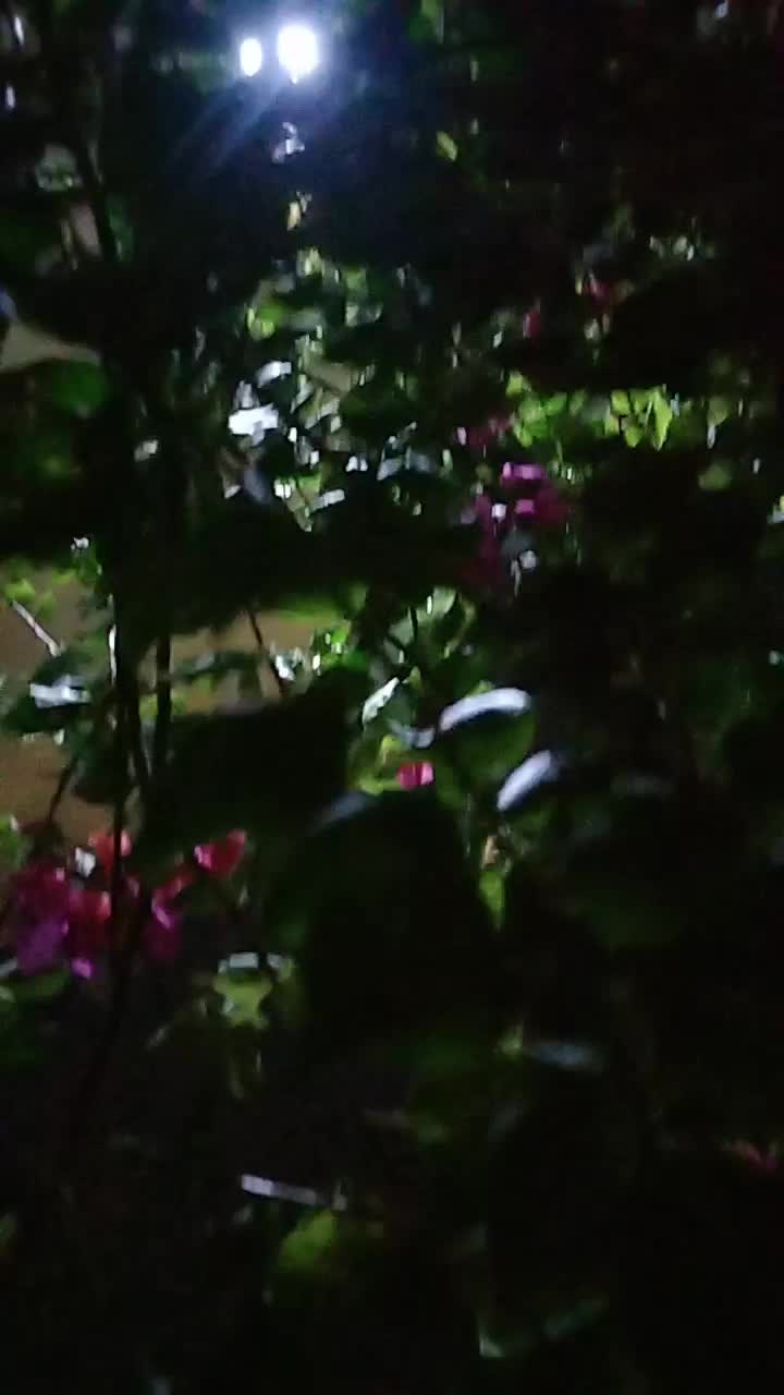 @shoyeta0