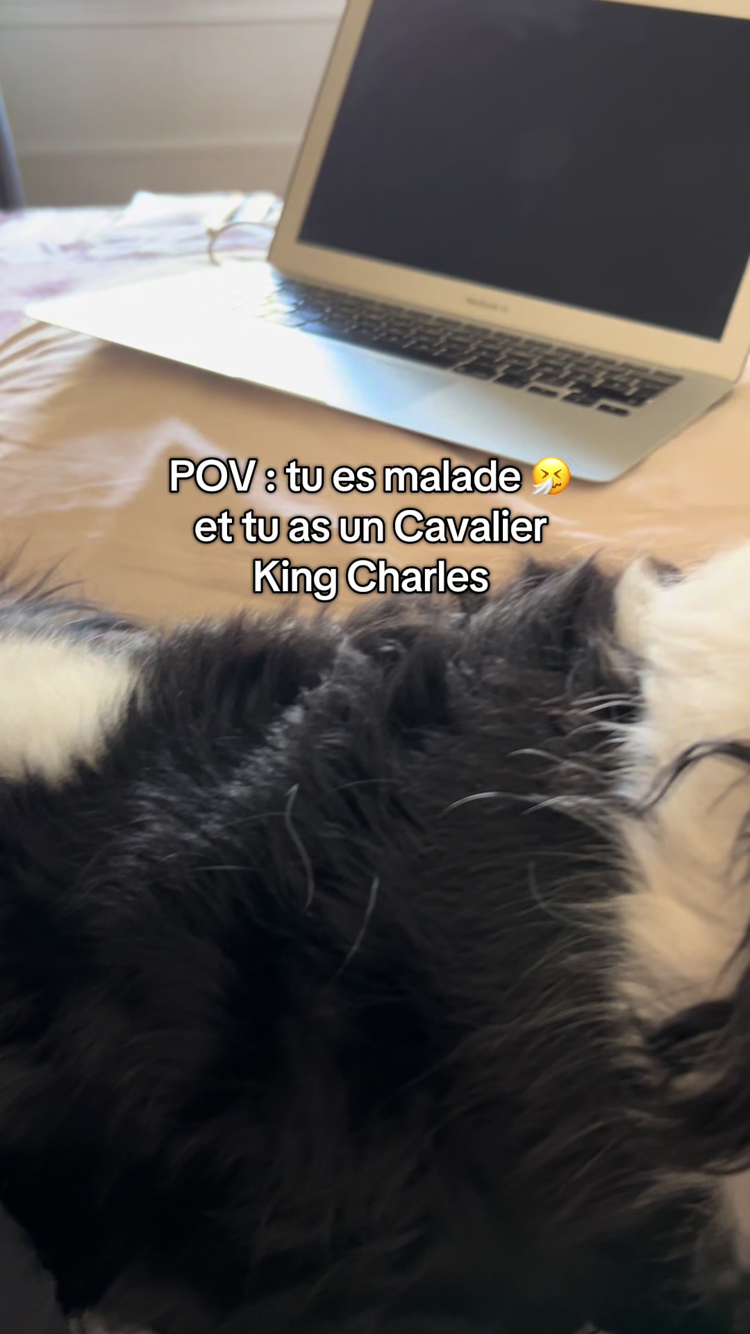 @Cavalier King Charles