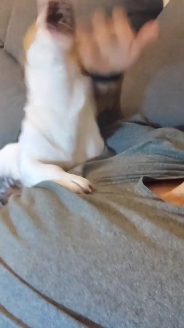 @Opie and Jax 🧡