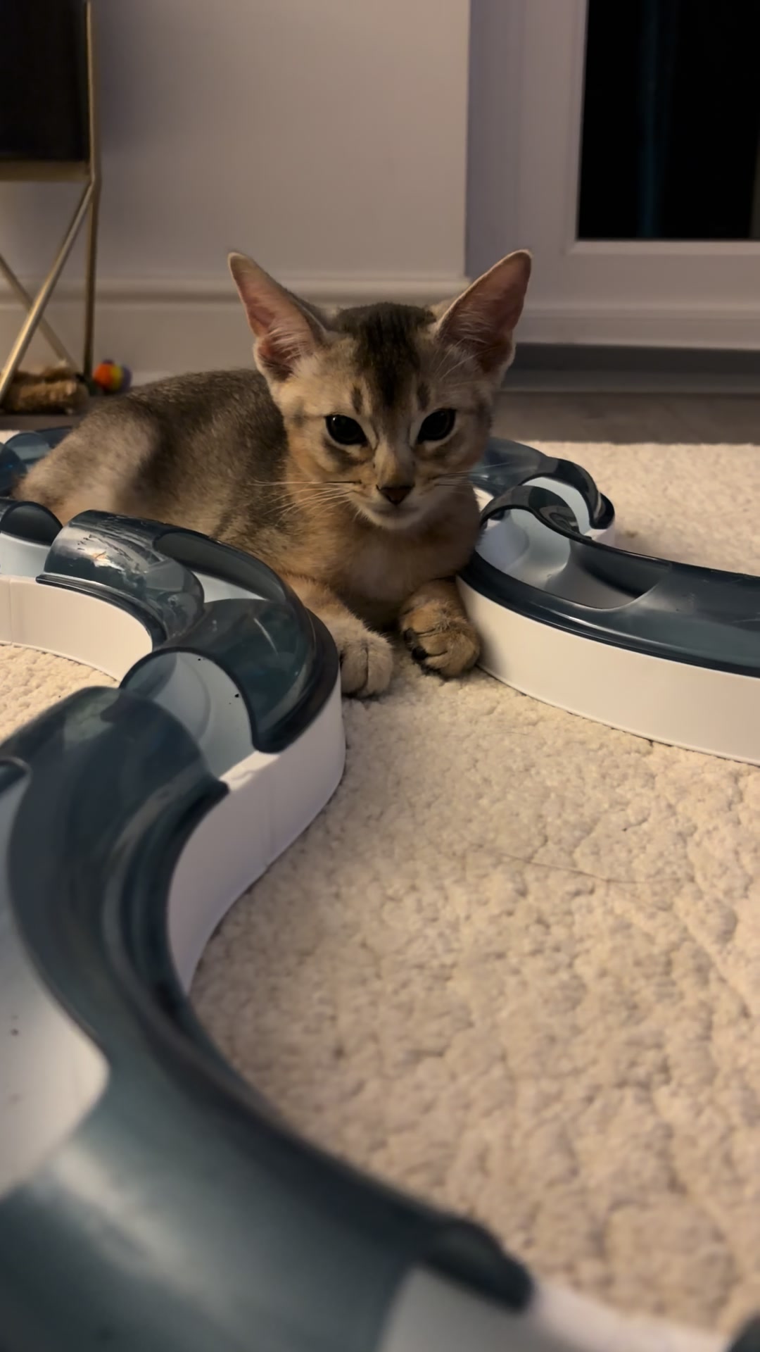 @Abyssinian cat UK