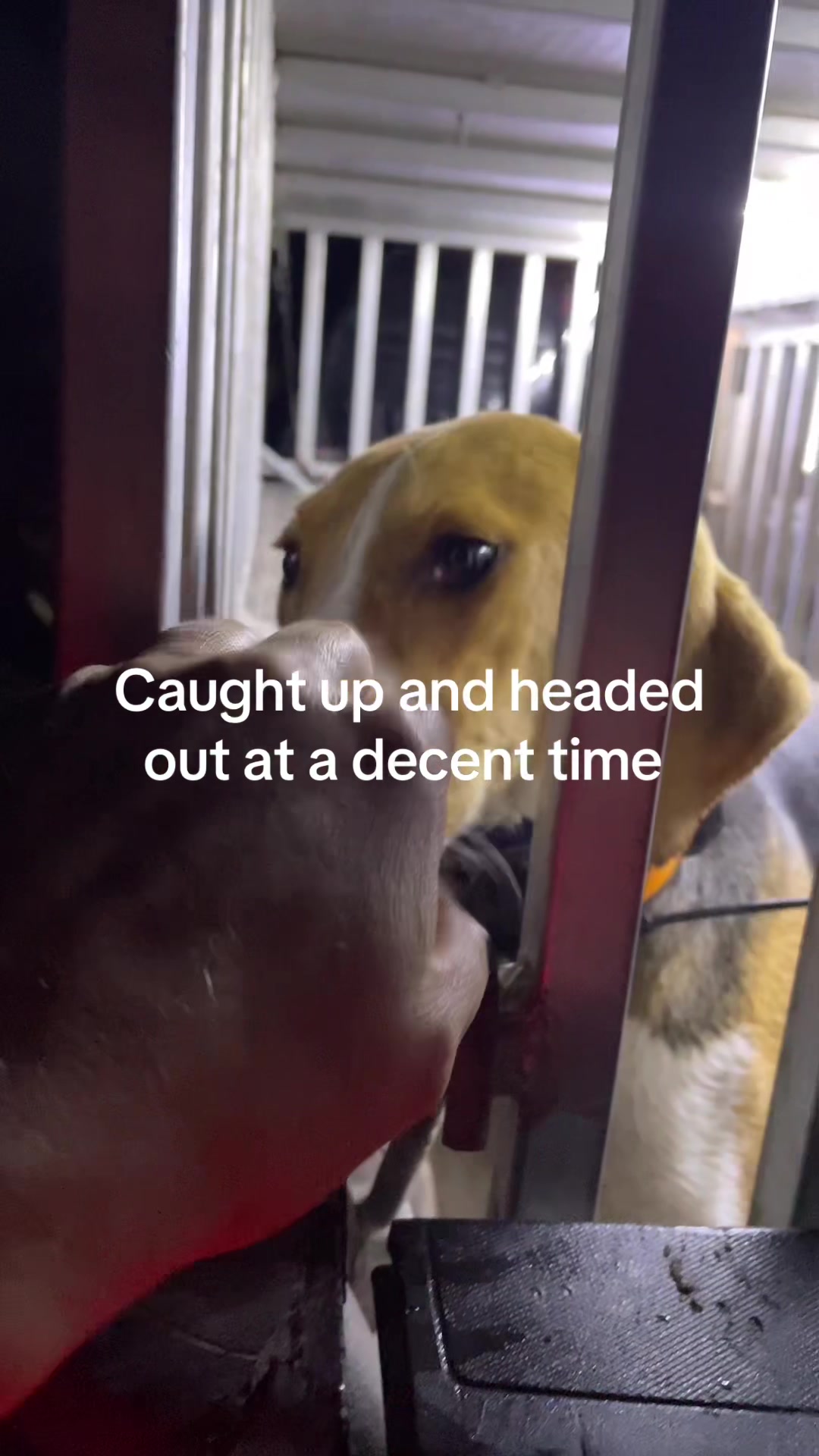 @3DeepKennels
