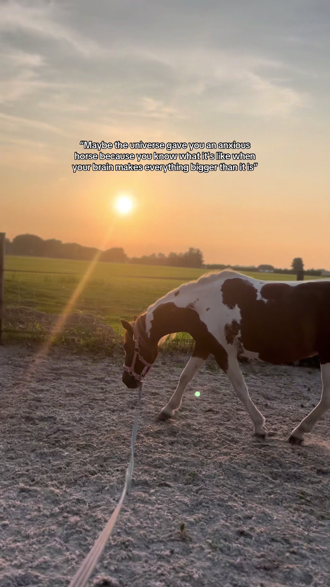 @idh_horses