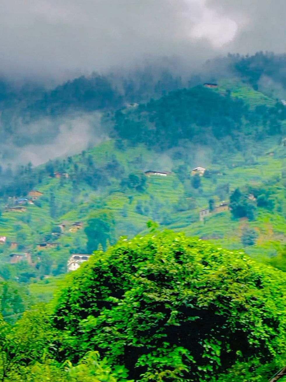 @🌲غر سنے 🌲