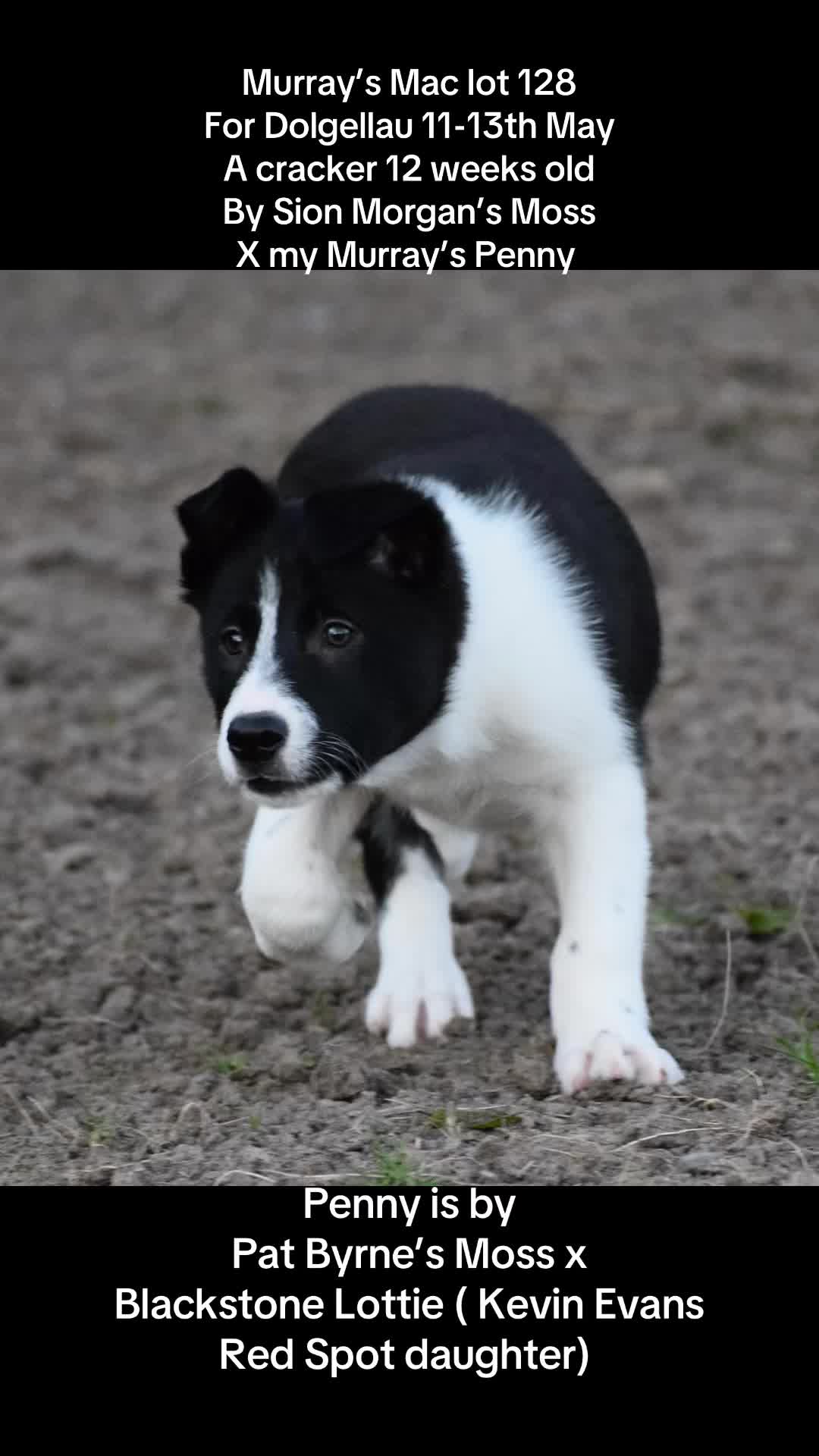 @Ravara and Murray’s sheepdogs