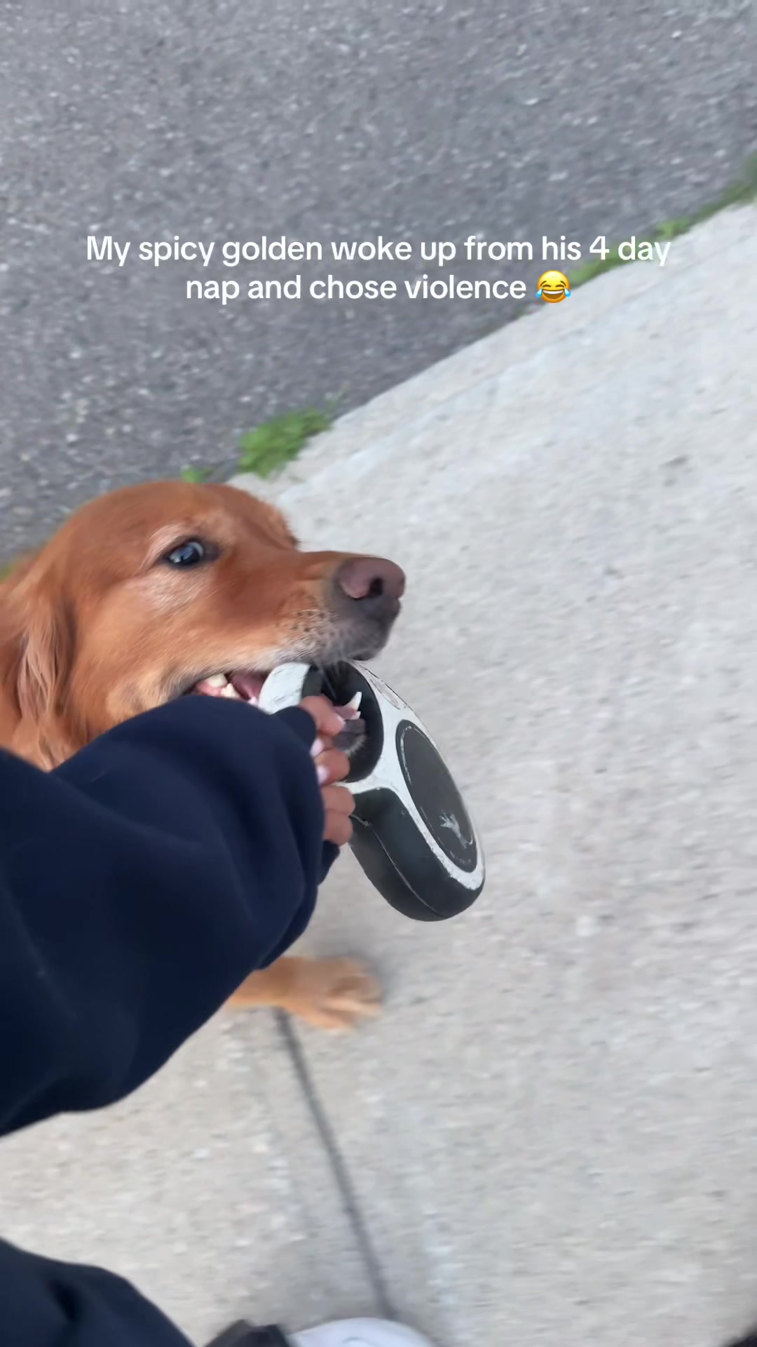 @Bentley the Spicy Golden🌶️