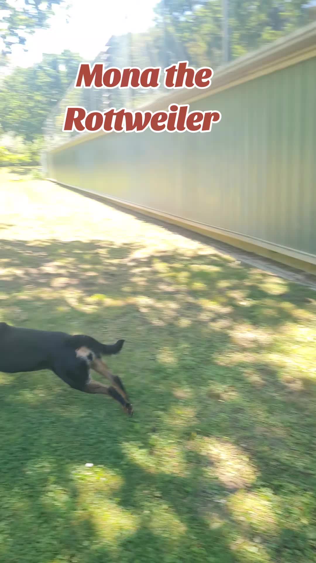 @Mona the Rottweiler