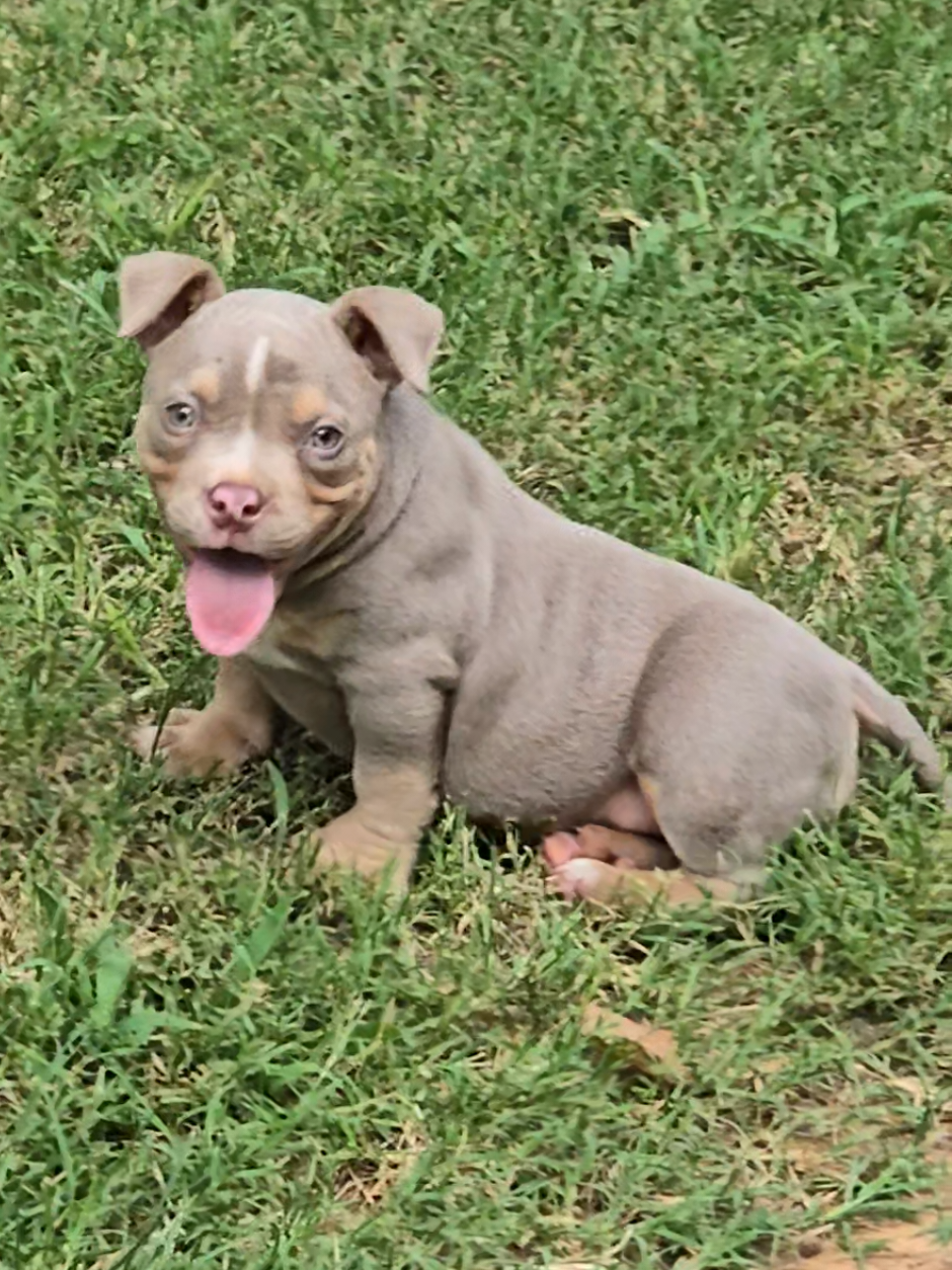 @EClassBullys