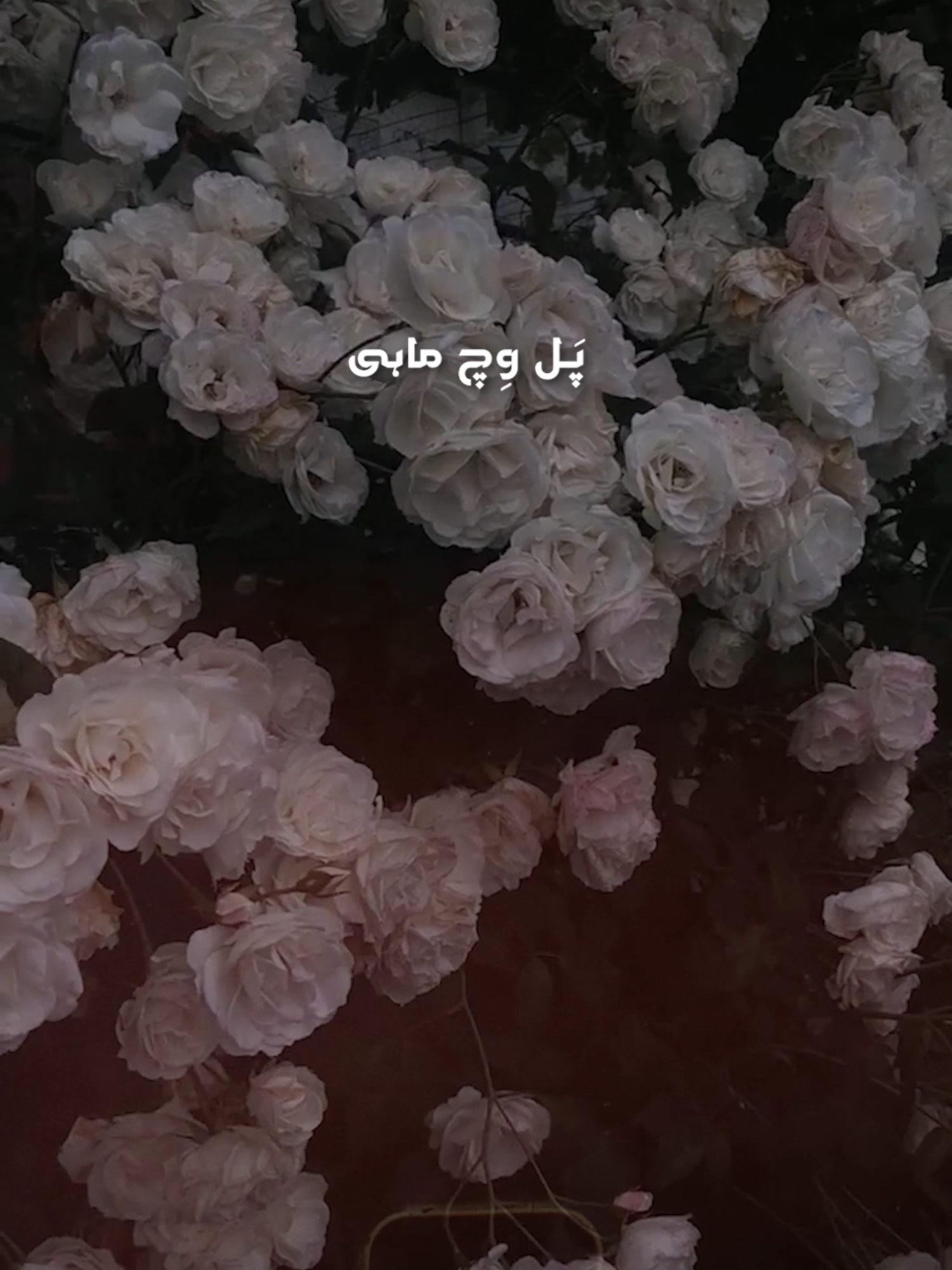 @𝗜𝗱𝗲𝗮𝗹 𝗔𝗱𝘀 𝟮.𝟬