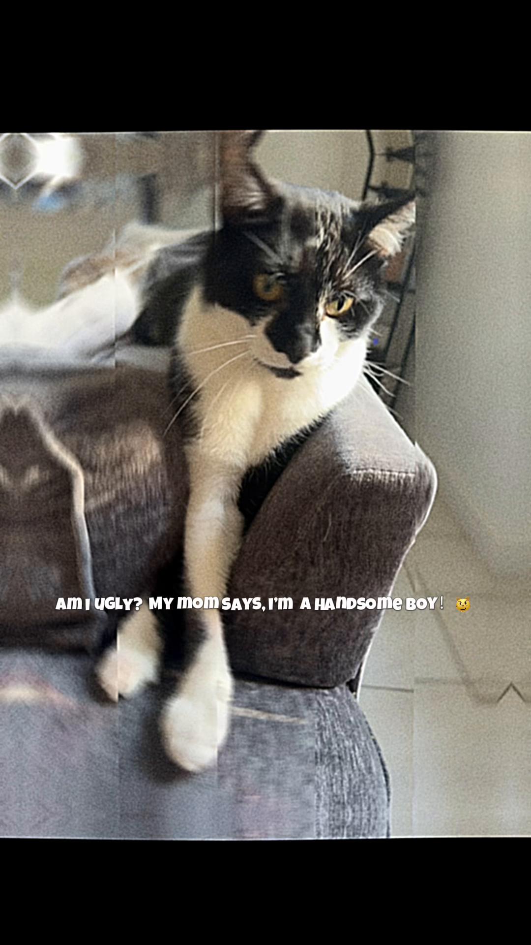 @Chibi.the.cat