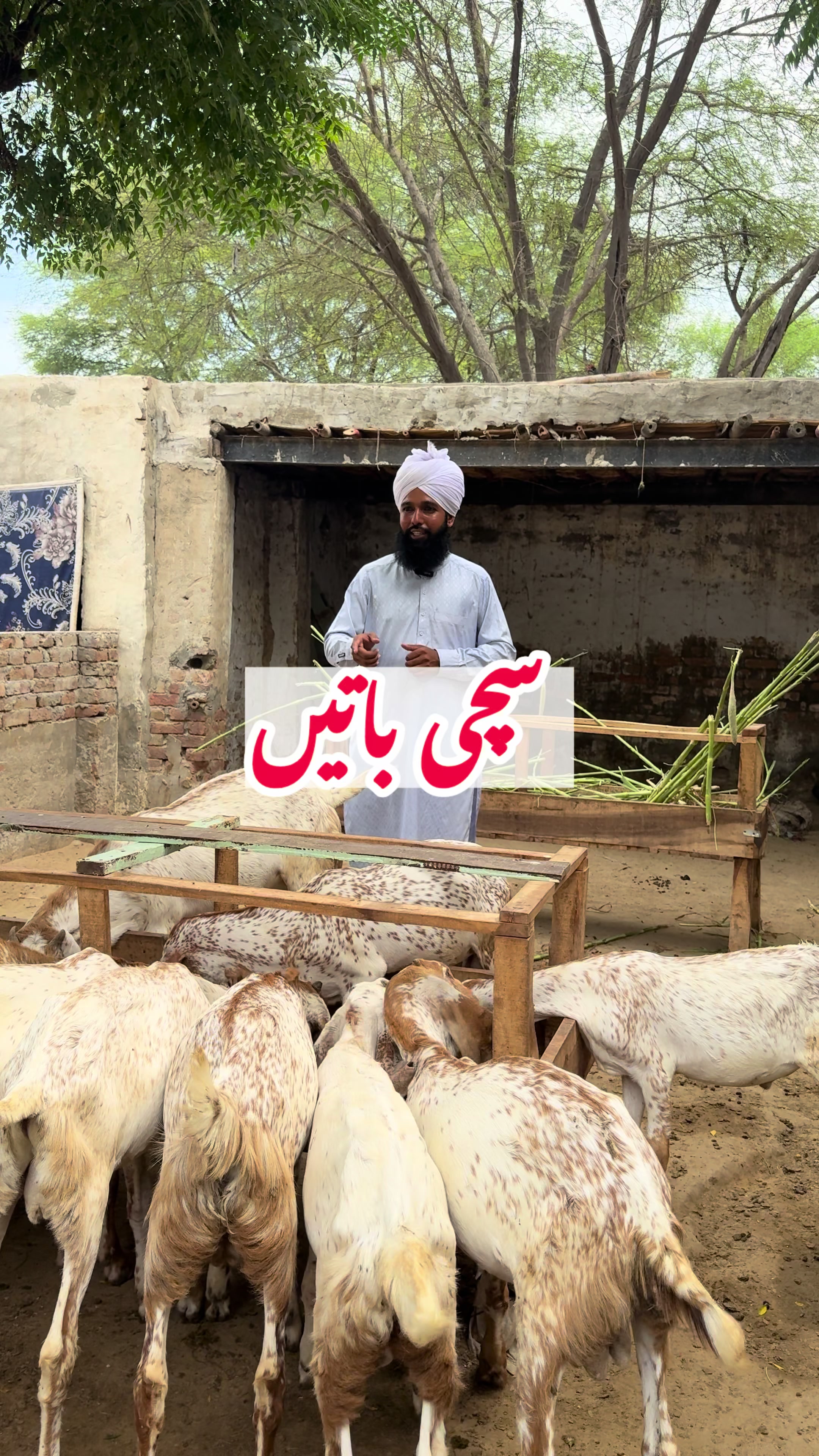 @vet.dr.mohsin4800