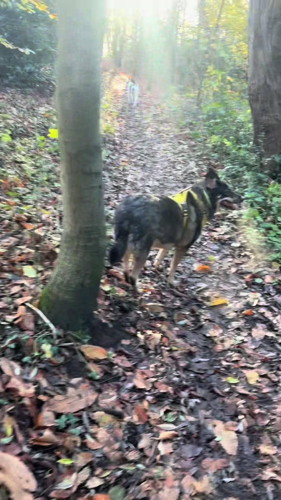 @Hilde Wonky Dog & Pals