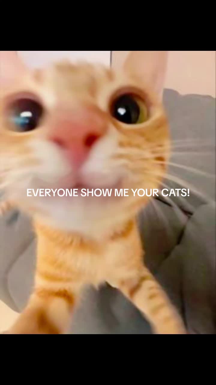 @⏤✦✰✦✰✦⏤