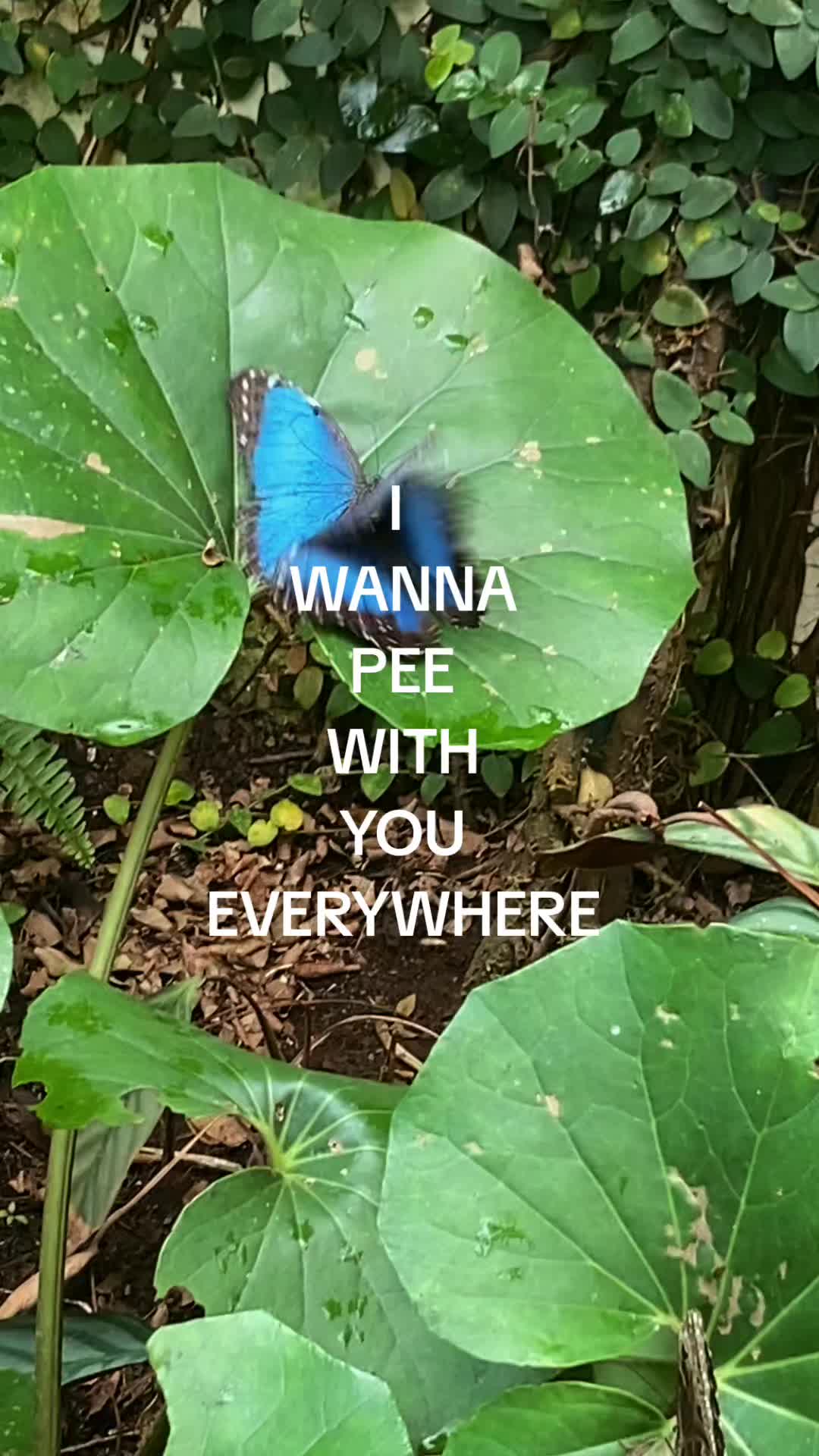 @๐๐ถ๐๐๐ถ๐