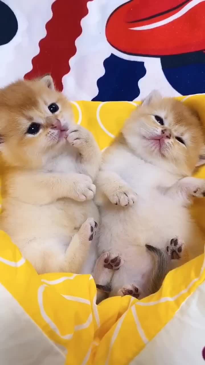 @linyi123450