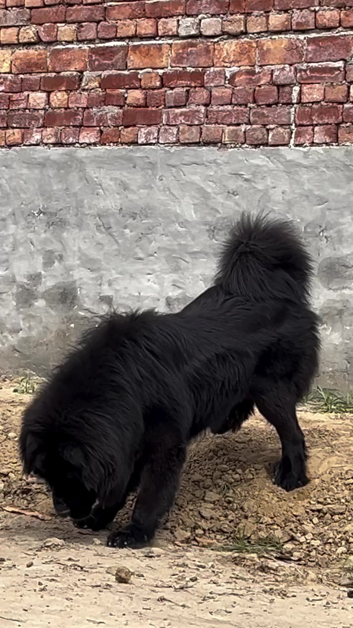 @Kashmiri_Bakrwal_Dog
