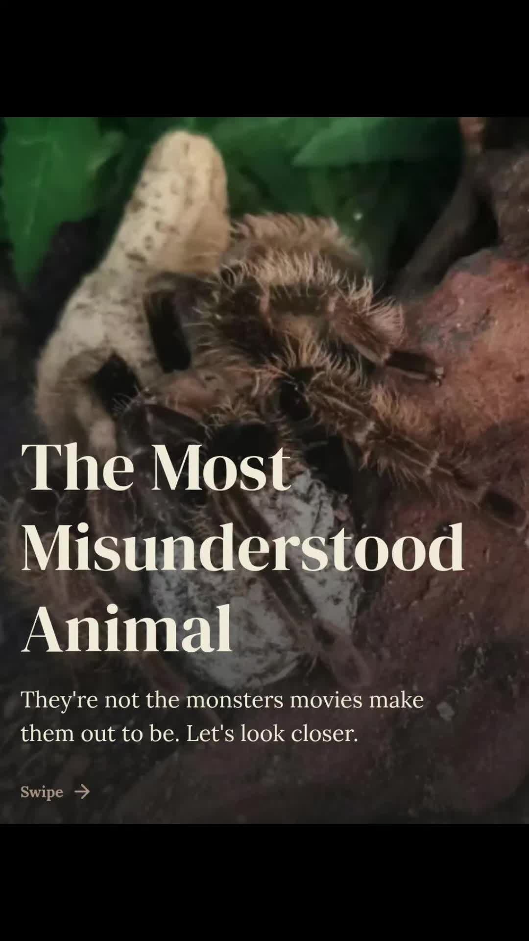 @robs BIG SPIDERS!!!