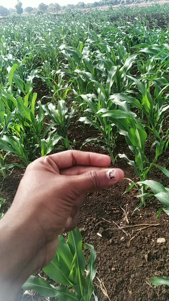 @beeresh