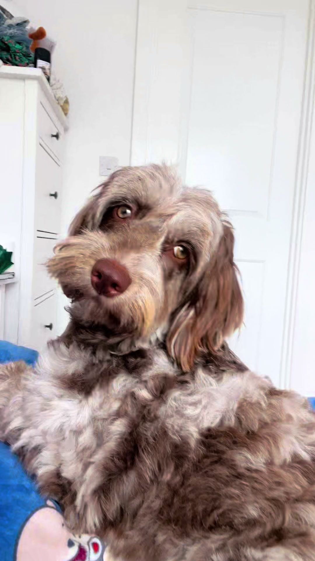 @pennythesprockerpoo