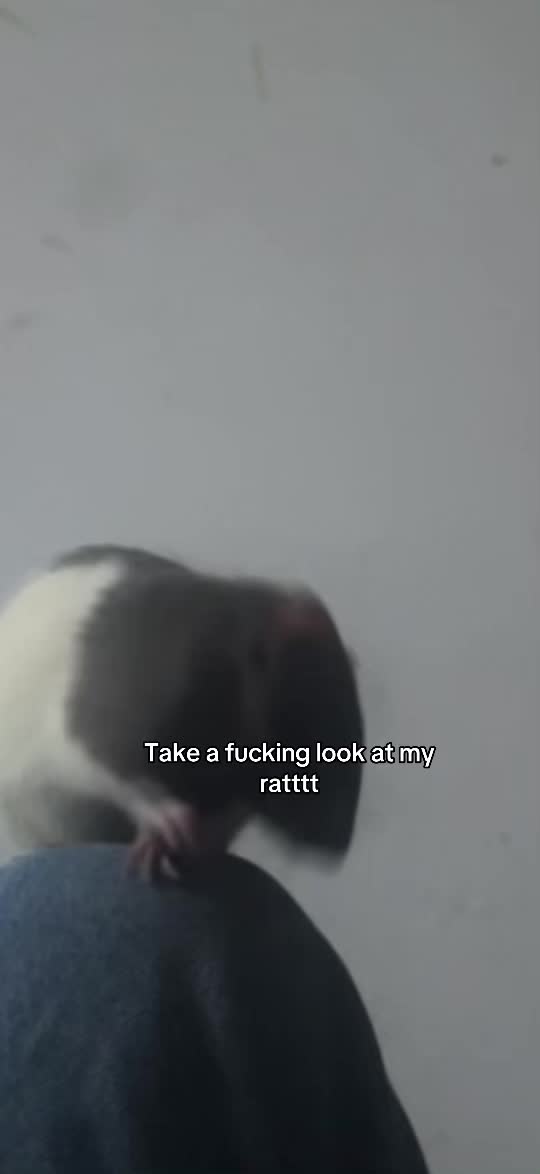@𐕣 ⌗.𝓚𝓪𝓽.𐕣 𖤐 𐕣