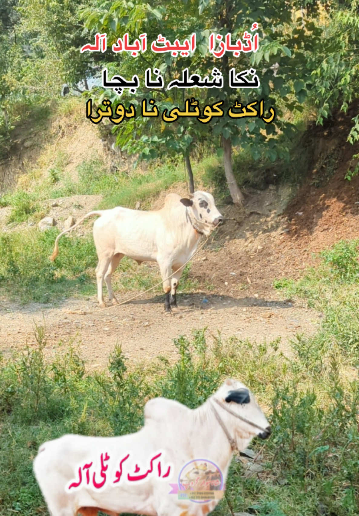 @محمد جنید (ایبٹ آباد)
