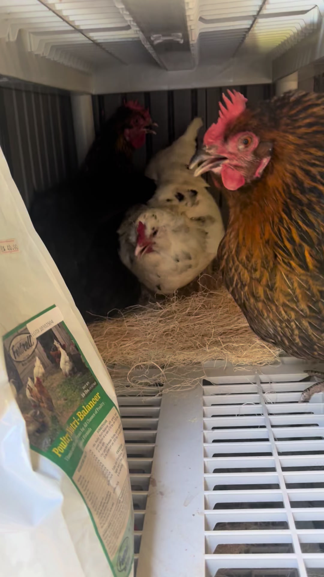 @HenStagram 📸🐔