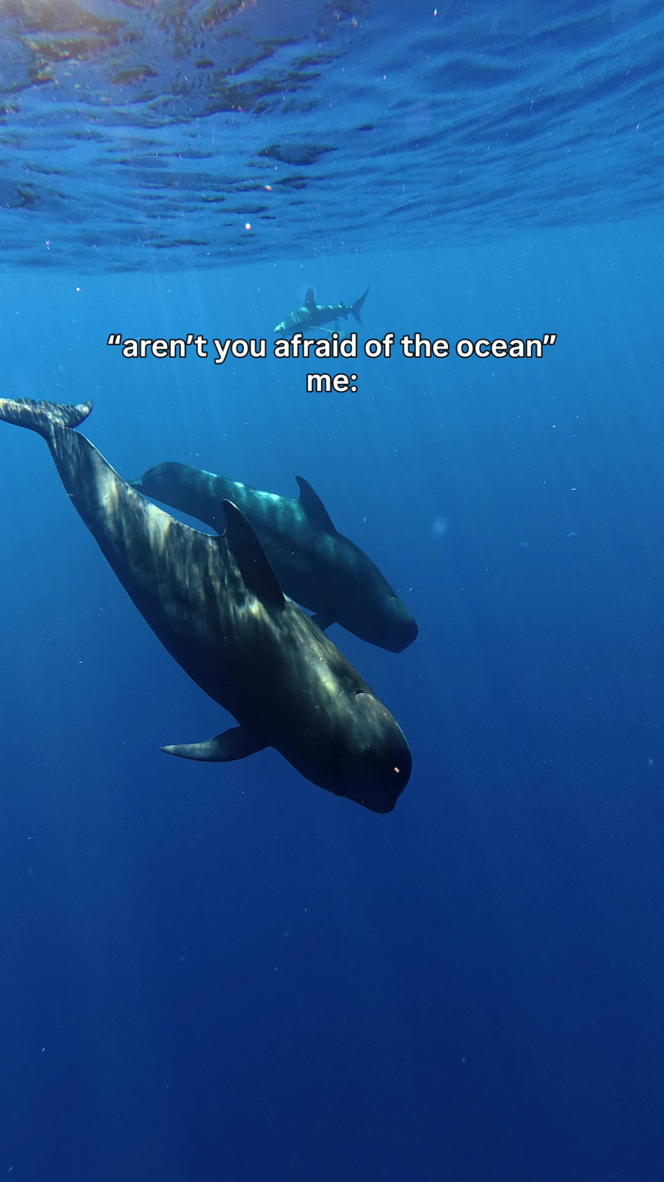 @freediver_chiara