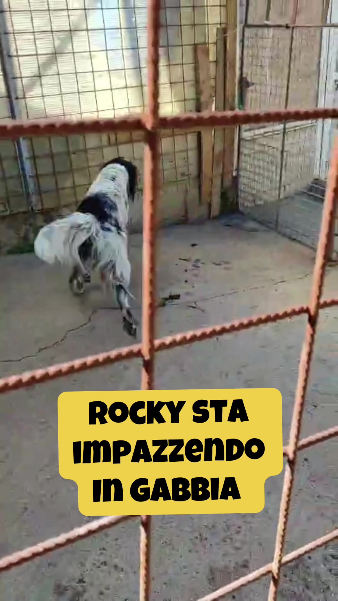 @Solo per amor loro 🐾🐾🐾🐾