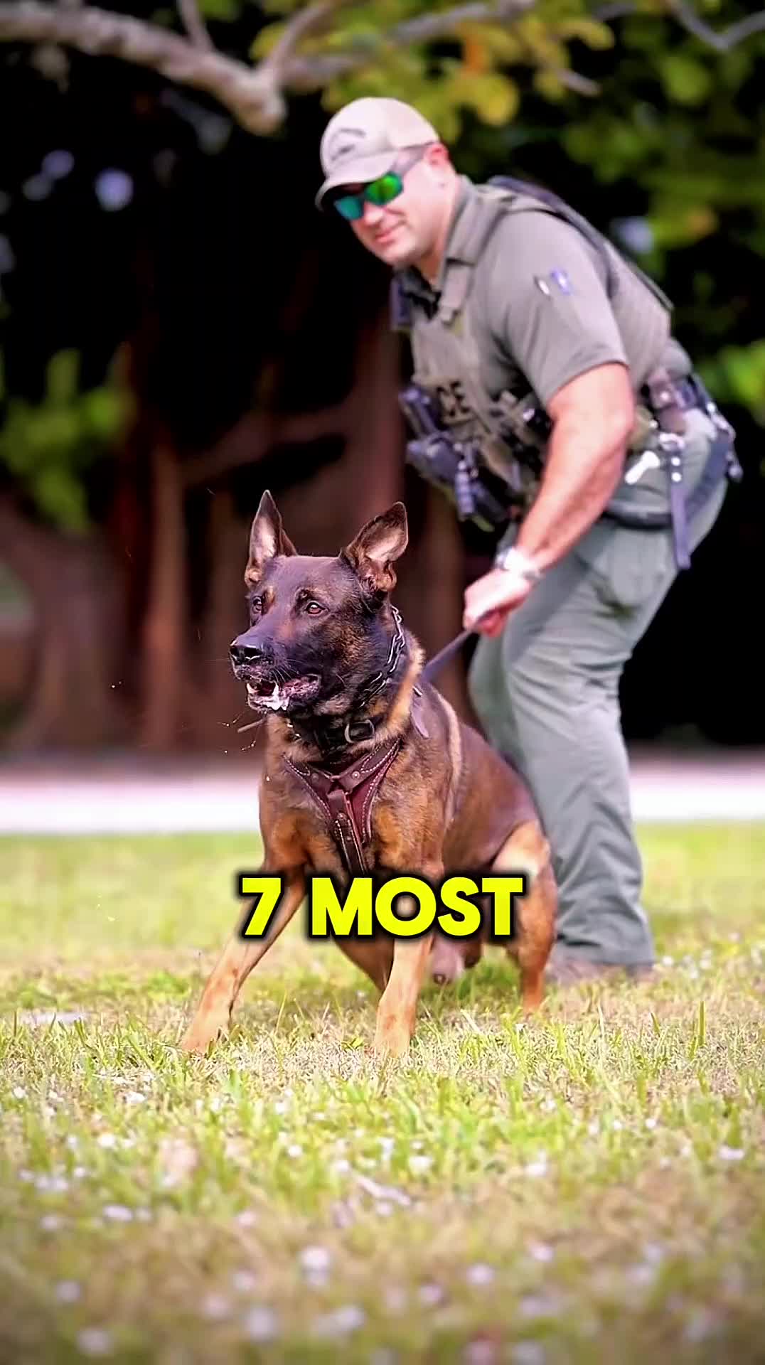 @animolfacts