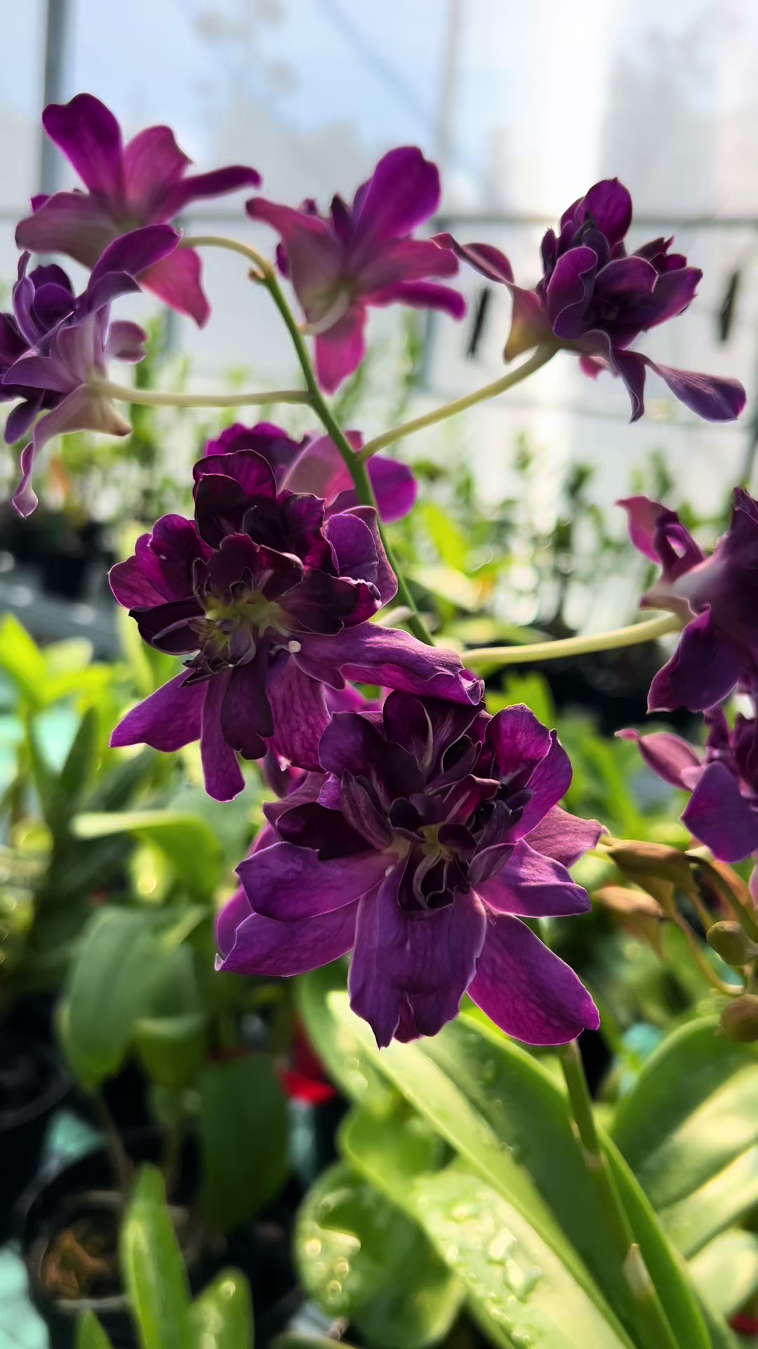 @Anggina Orchid