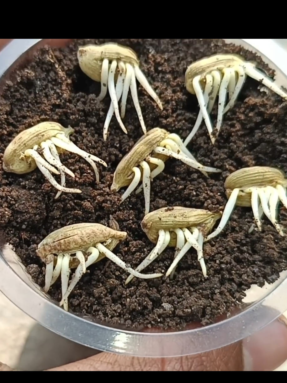 @PlantsLife