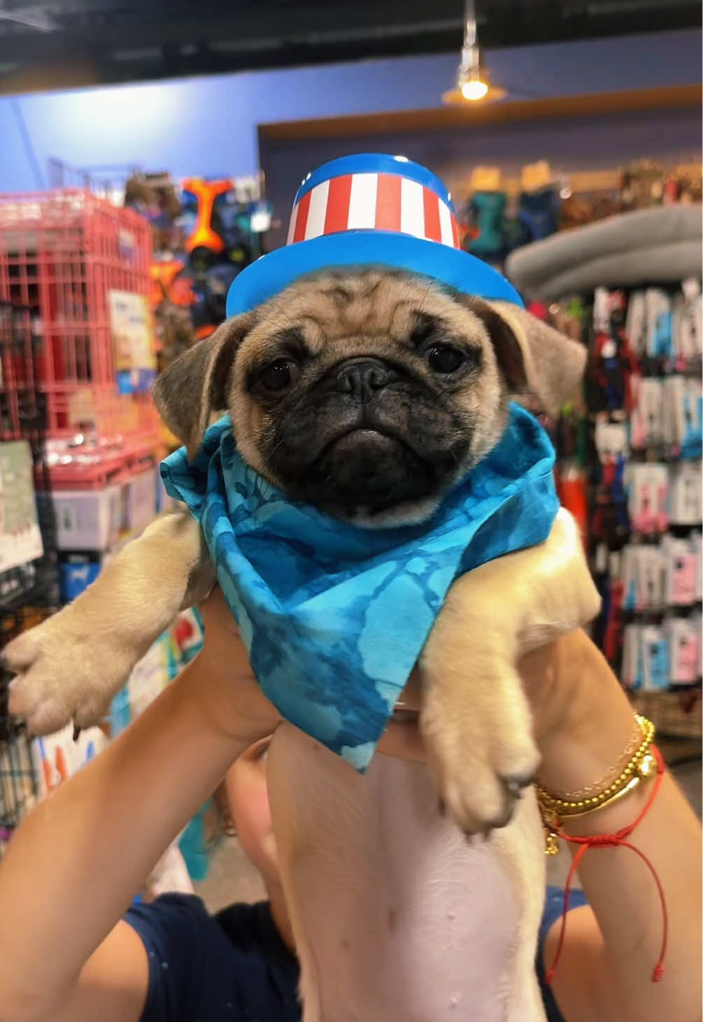 @All Pets Club