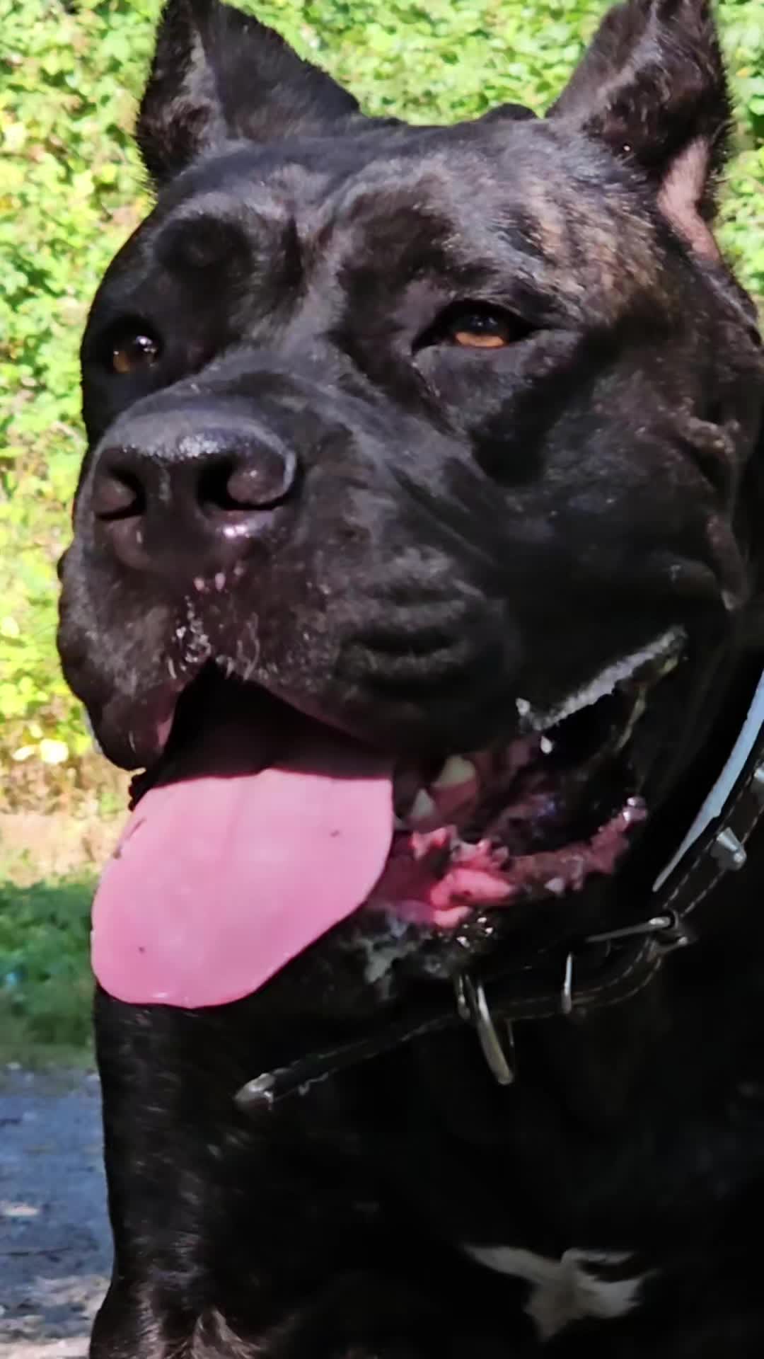 @SalmonCreekCaneCorso