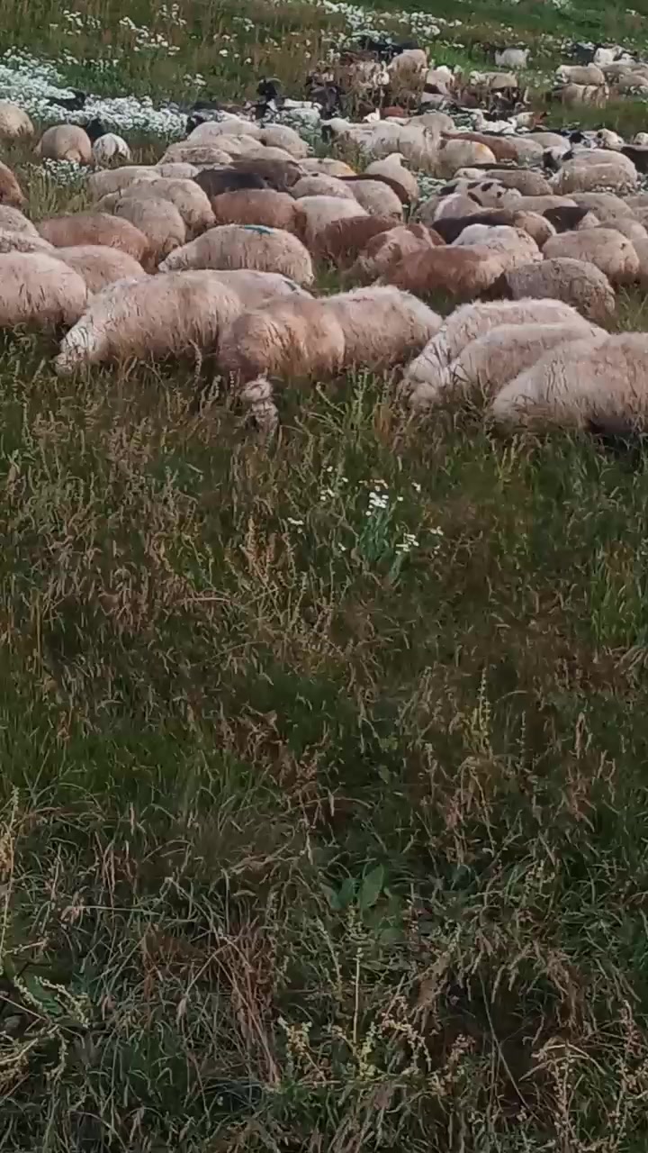 @Zahid cehrili