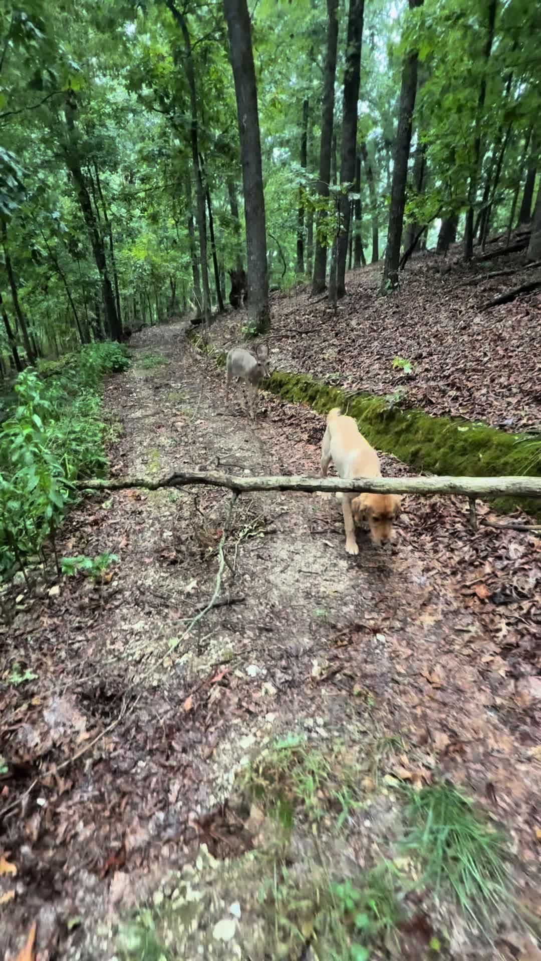 @Brownhikingtrails