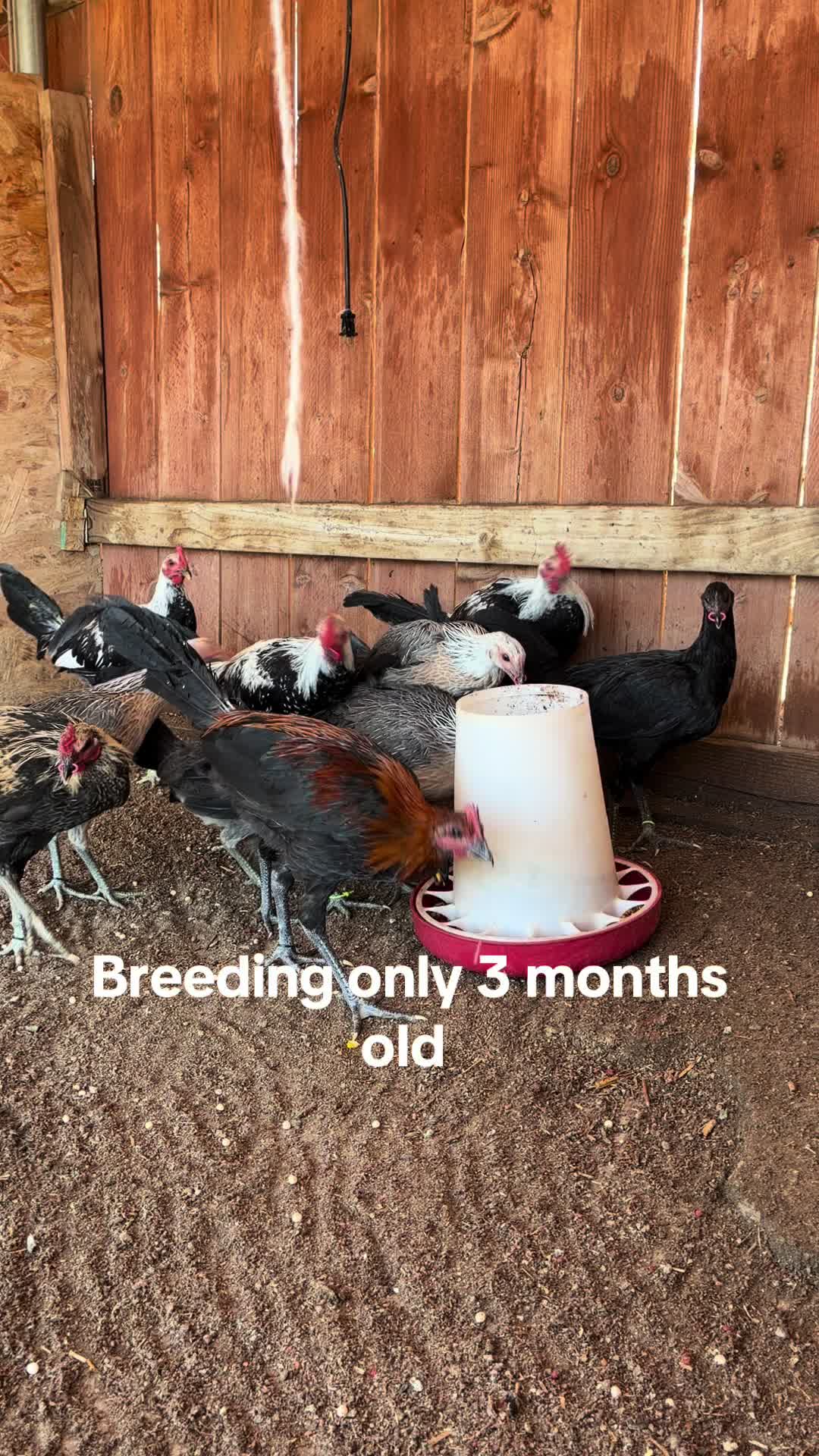 @A.MENDOZA.FARM.USA 74HWY
