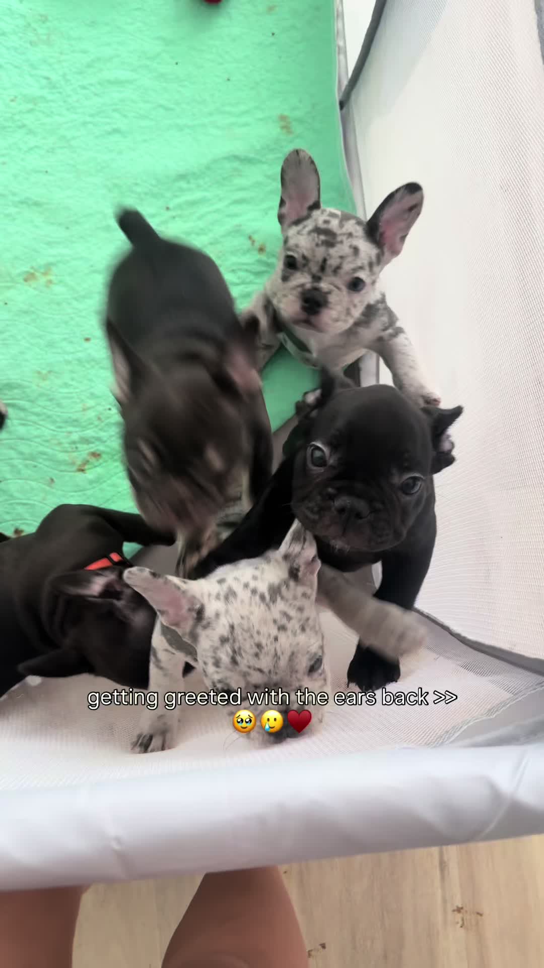 @frenchiesofvegas
