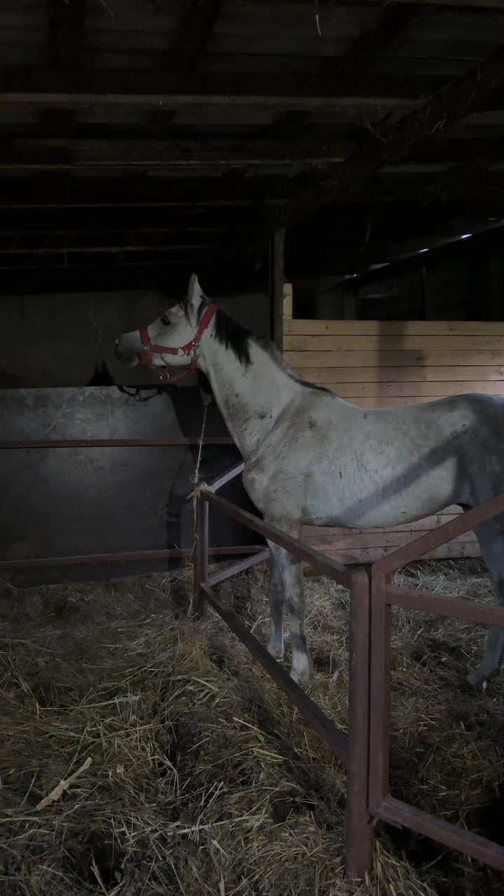 @MakvinStud
