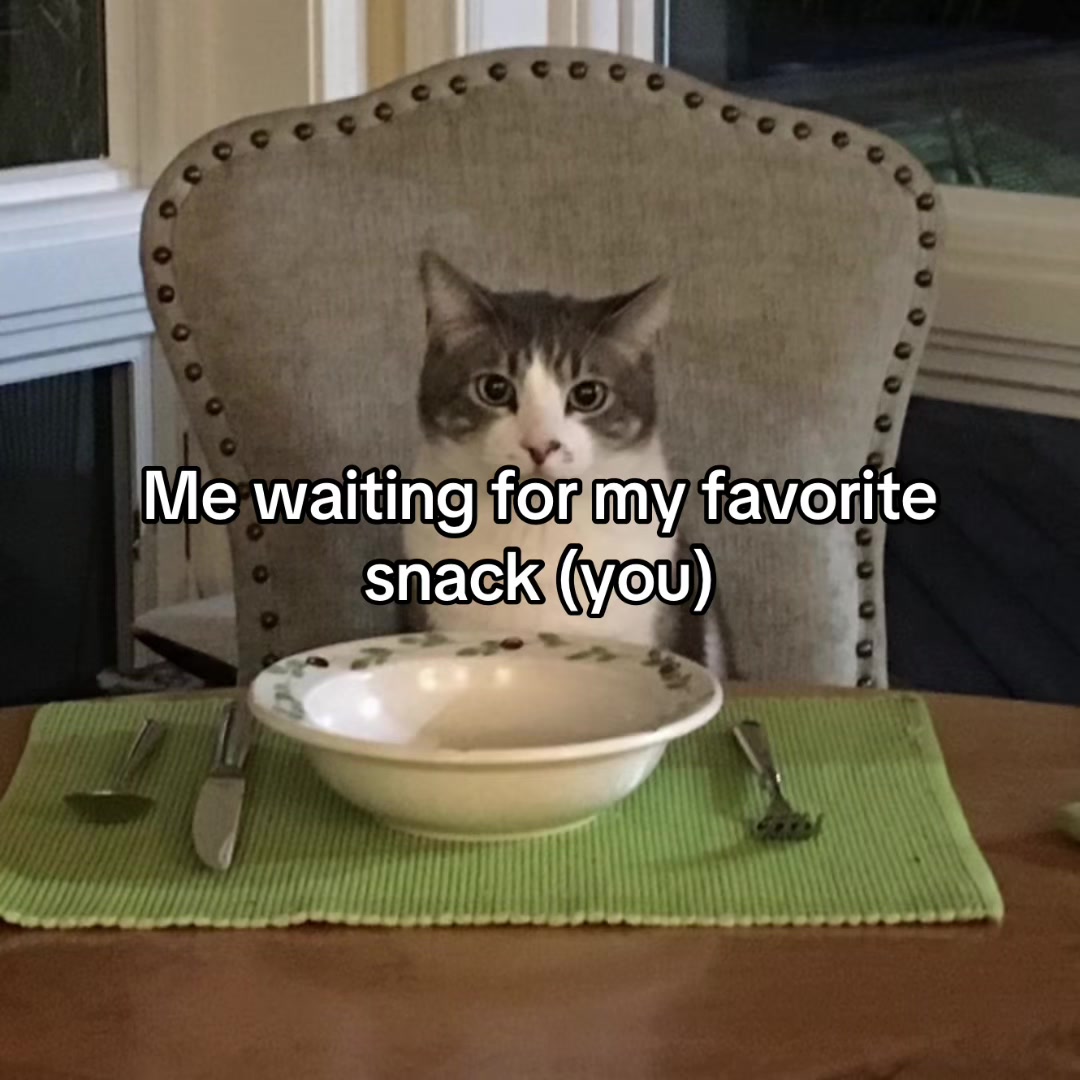 @LavanderCat
