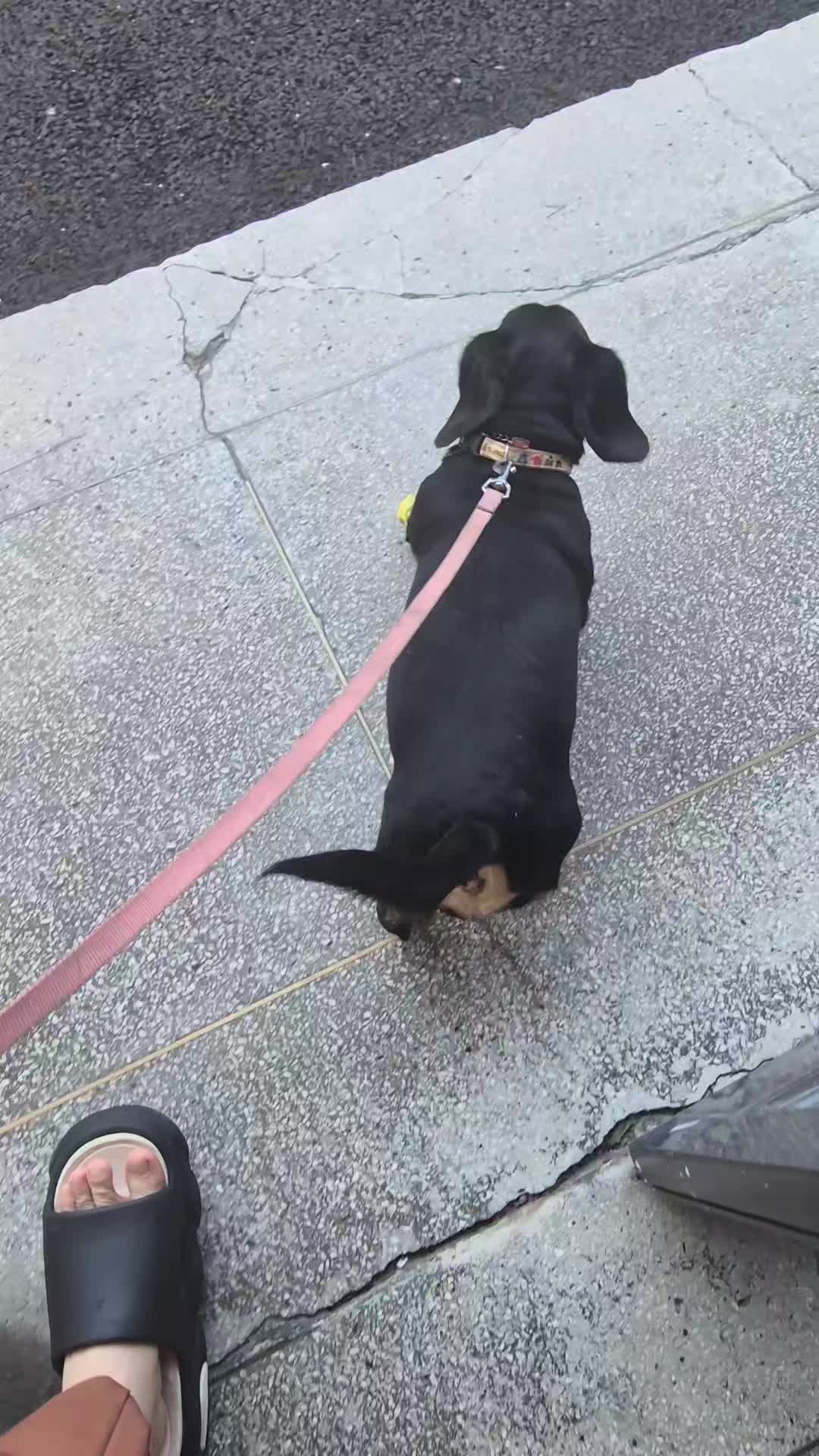 @코코대디