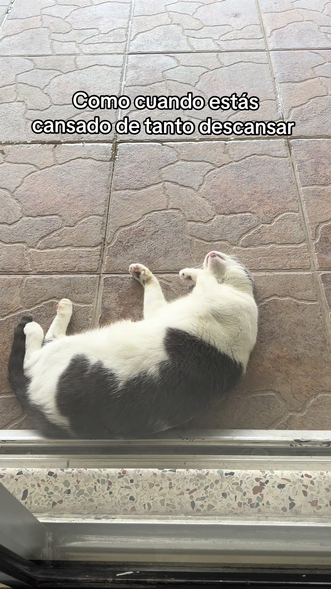 @Vanesa🐱