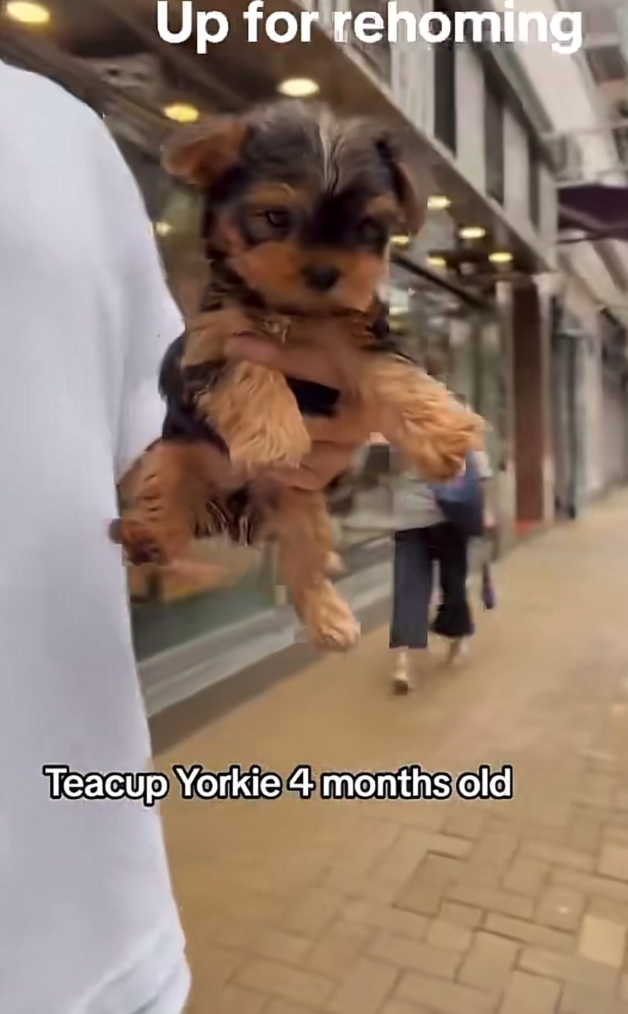 @Yorkies puppies for Adoption