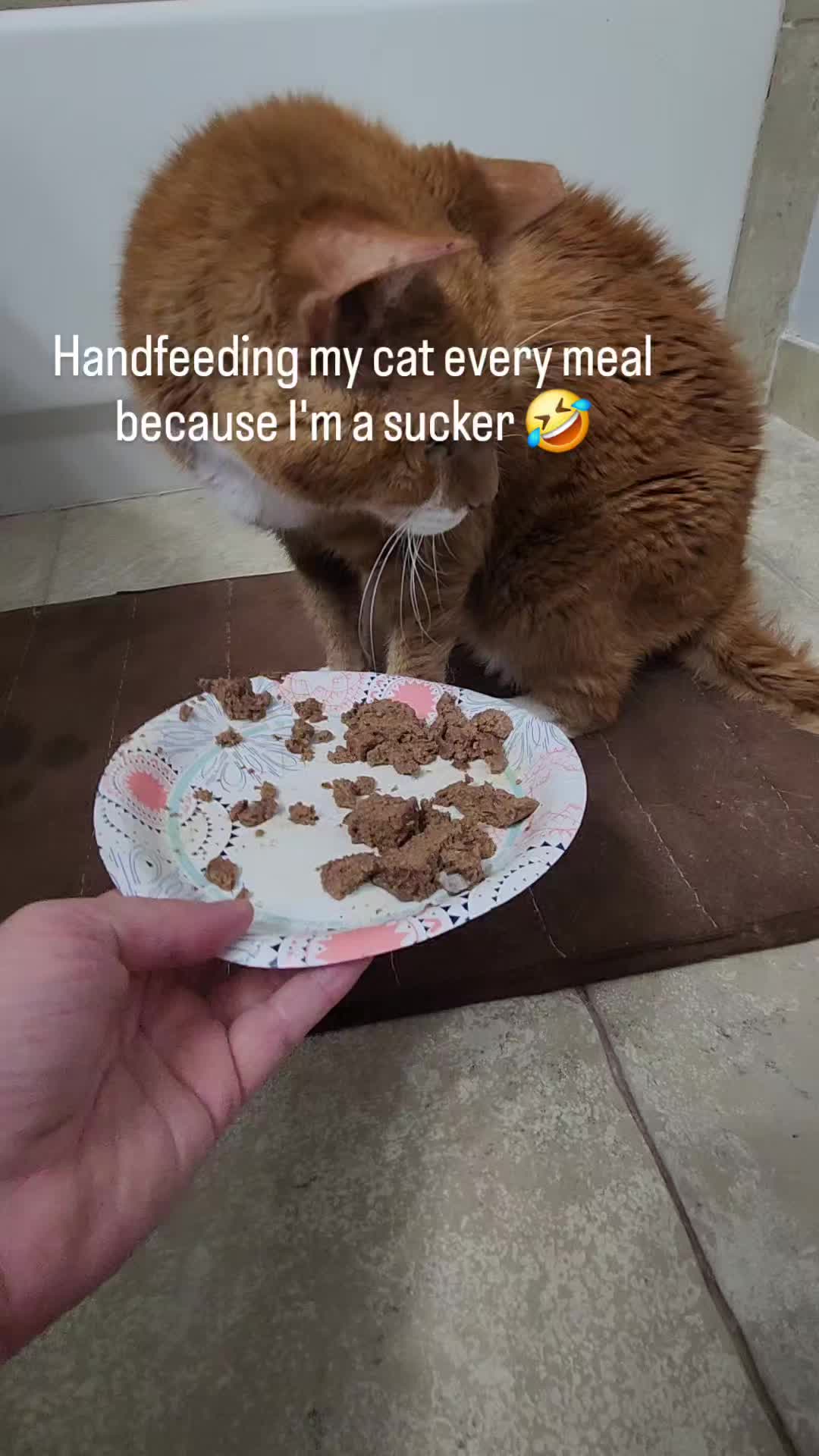 @9 Lives of Cat Chaos