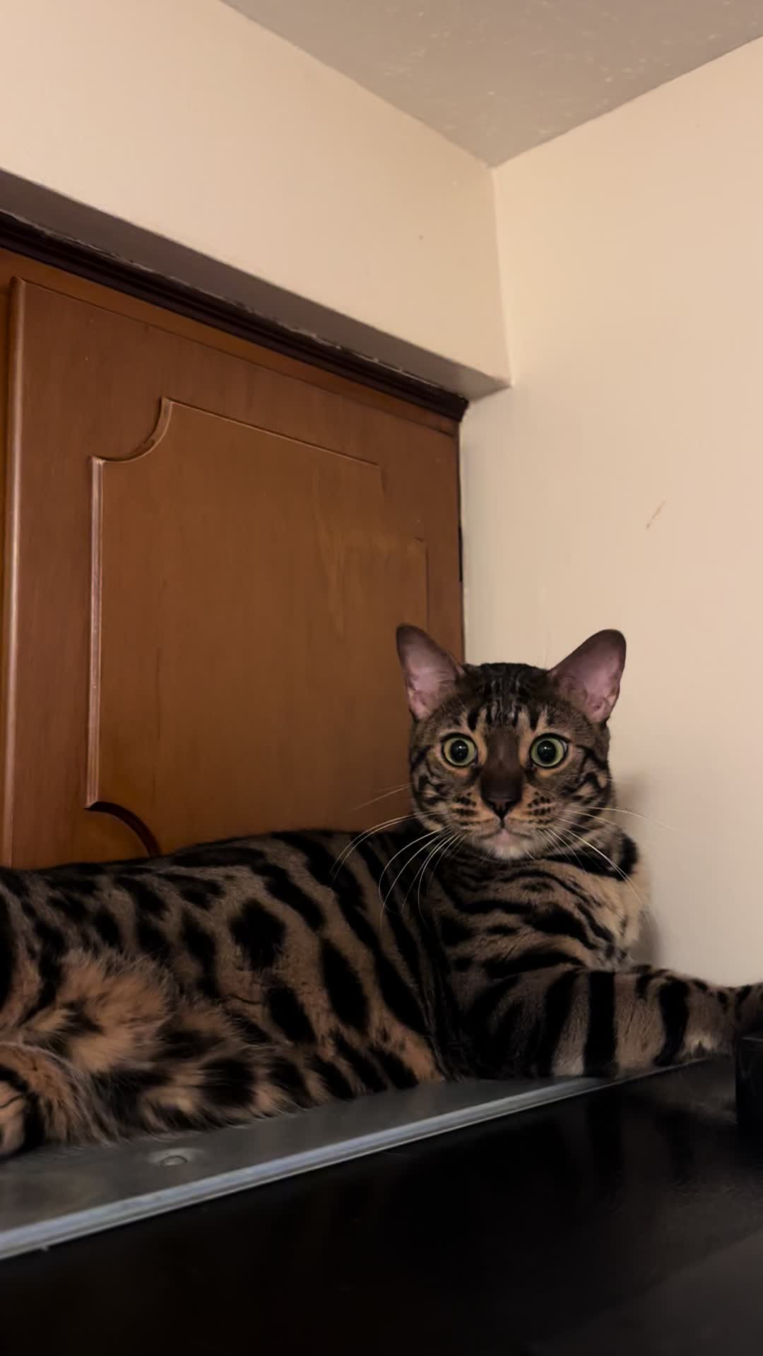 @Tiny Leopard Cats