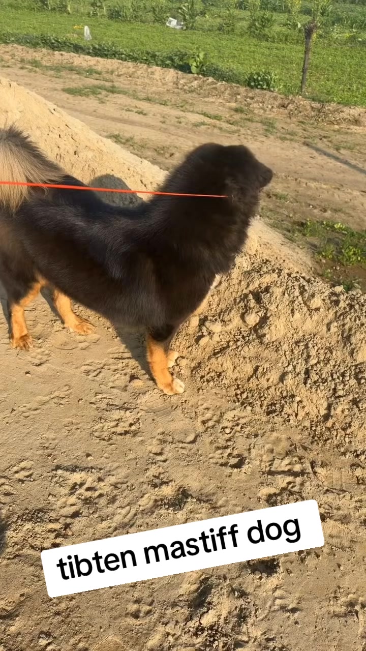@Kashmiri_Bakrwal_Dog