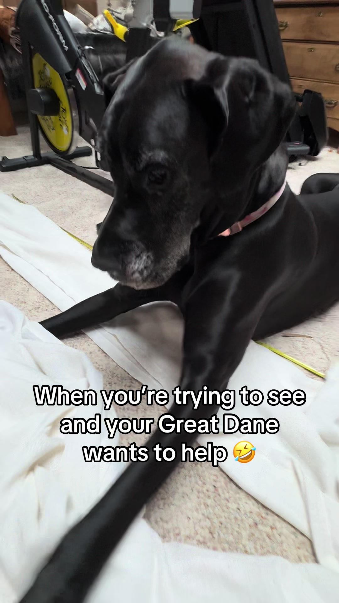 @jewelsthegreatdane