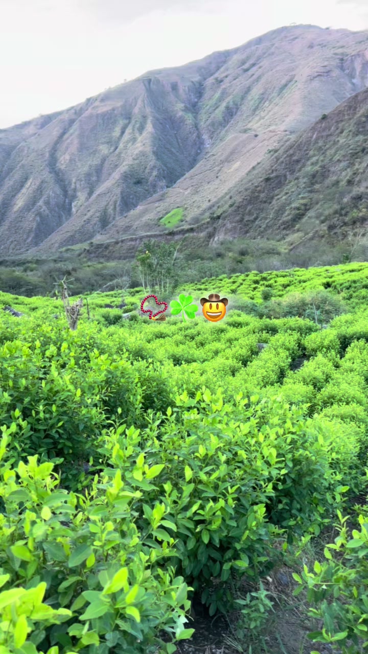 @彡[ʀᴏʟɪᴛᴀꜱ ツ࿐
